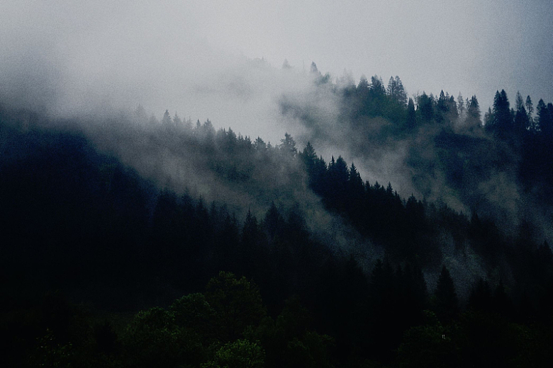 自然树木森林烟雾迷雾