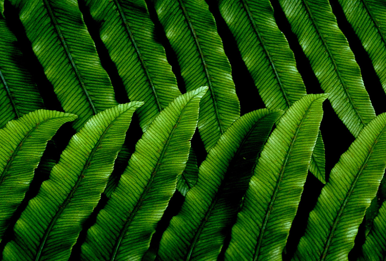 绿色叶子图案背景自然抽象植物