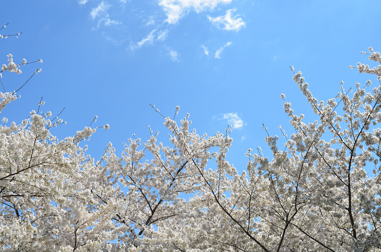 蓝天白云自然樱花