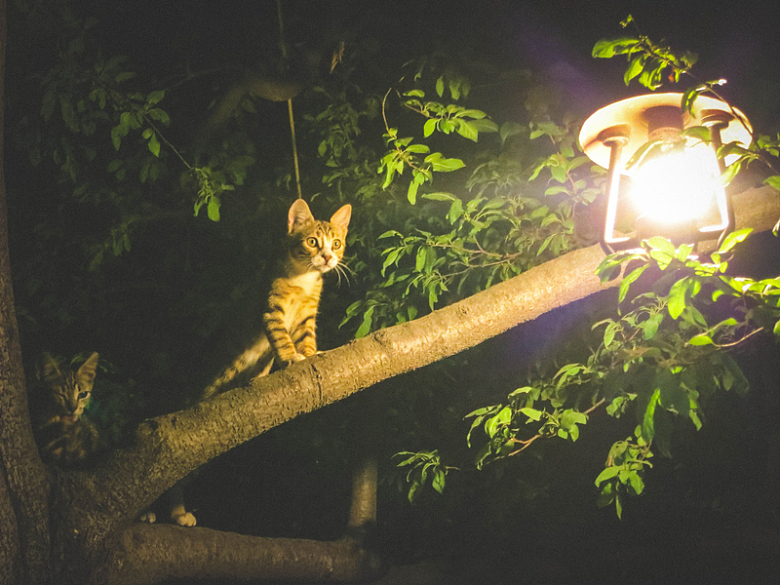 猫动物树叶树枝灯光
