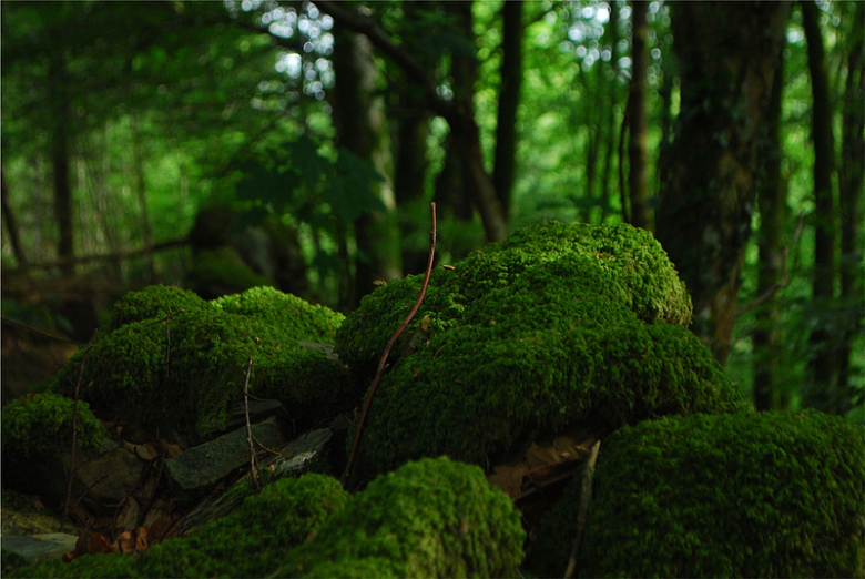绿色苔藓森林树木自然