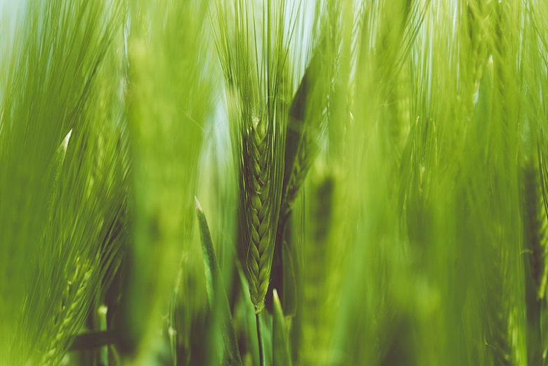 绿色植物麦子摄影
