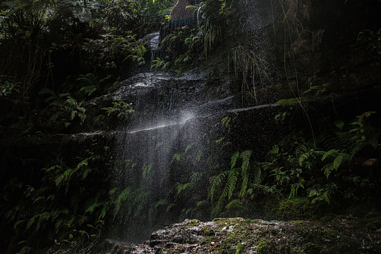 自然森林瀑布树叶树木
