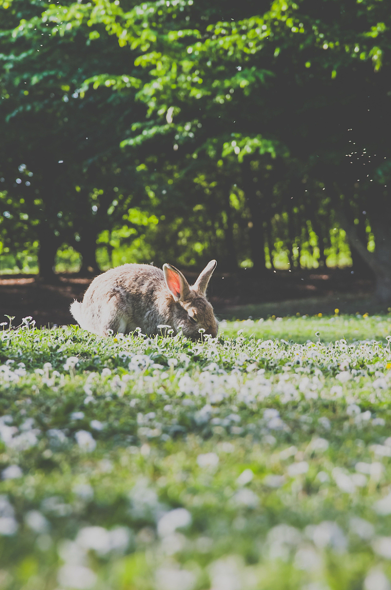 兔子宠物动物绿色花草模糊