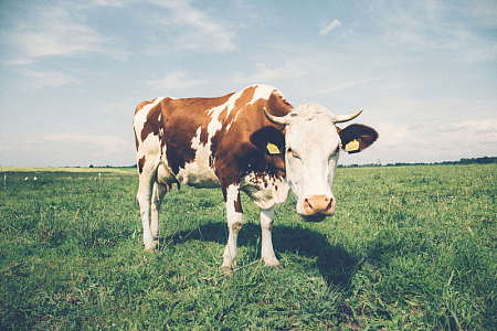 绿色草地牧场奶牛