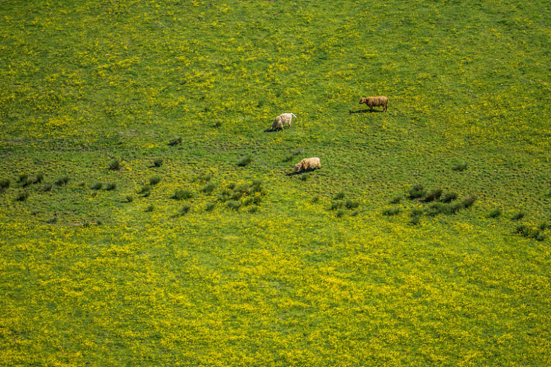 景观高地自然草地绿色牧场绵羊