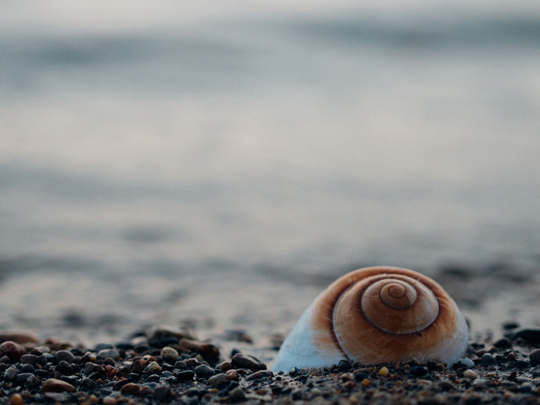 贝壳蜗牛岩石海滩自然