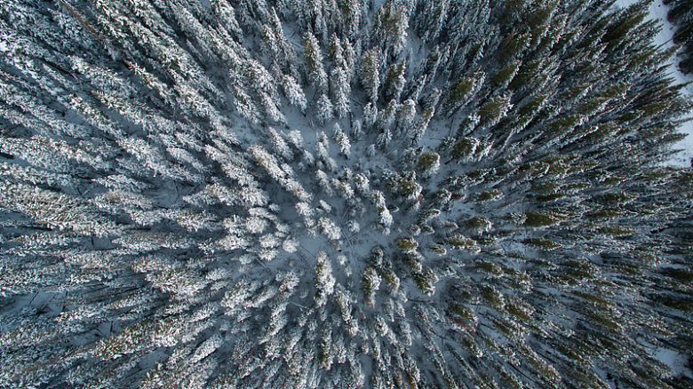 天然树木松树叶子雪地
