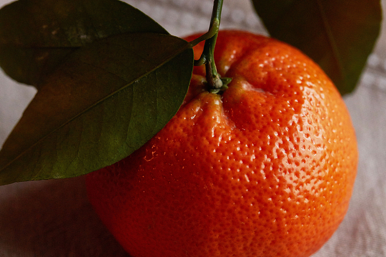 橘子水果特写摄影