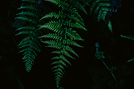 树木植物绿叶森林蕨类