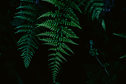 树木植物绿叶森林蕨类