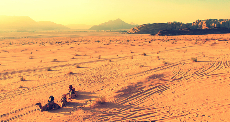 自然景观沙漠沙丘灌木骆驼