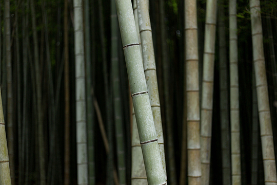 竹子树木自然竹林