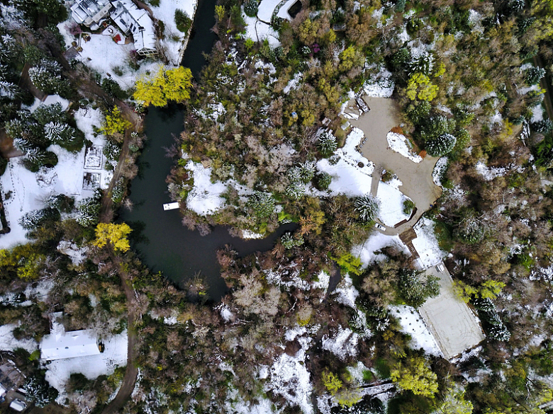 绿色植物树木河流积雪