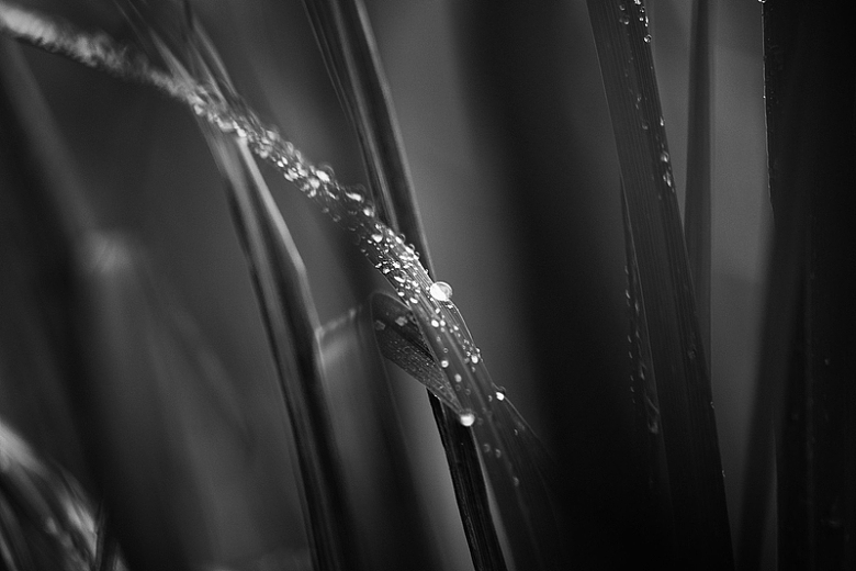 黑白湿叶植物水滴