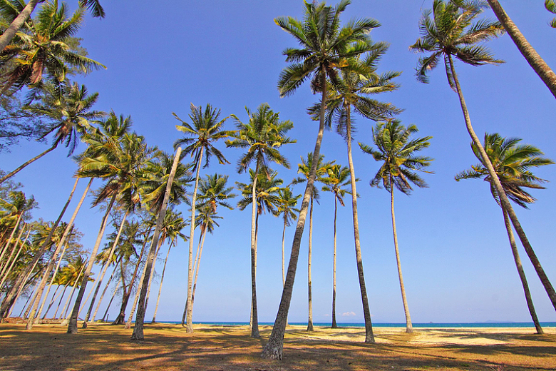 椰子树天然植物绿叶海滩