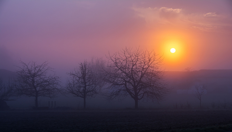 黎明晨雾树木迷雾自然景观