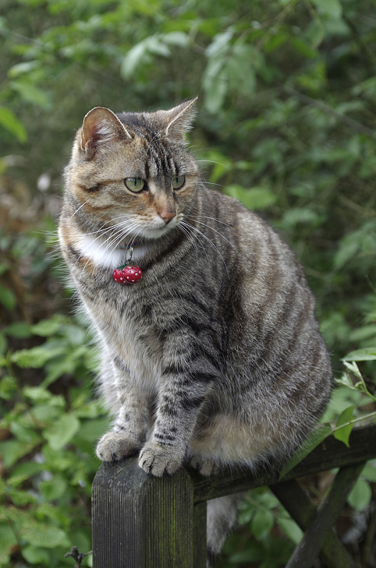 猫宠物户外自然动物