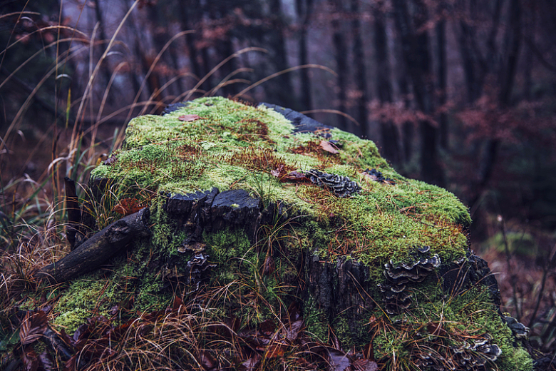自然景观森林植物苔藓
