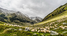 山谷山地田园高地绿草农场羊群