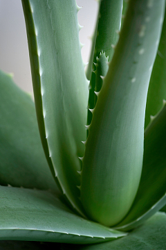 绿色植物大芦荟特写