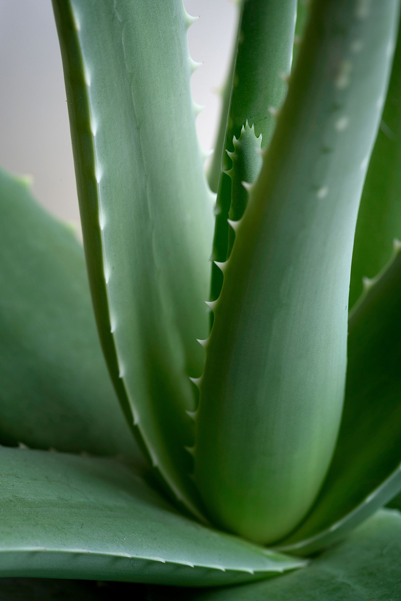 绿色植物大芦荟特写