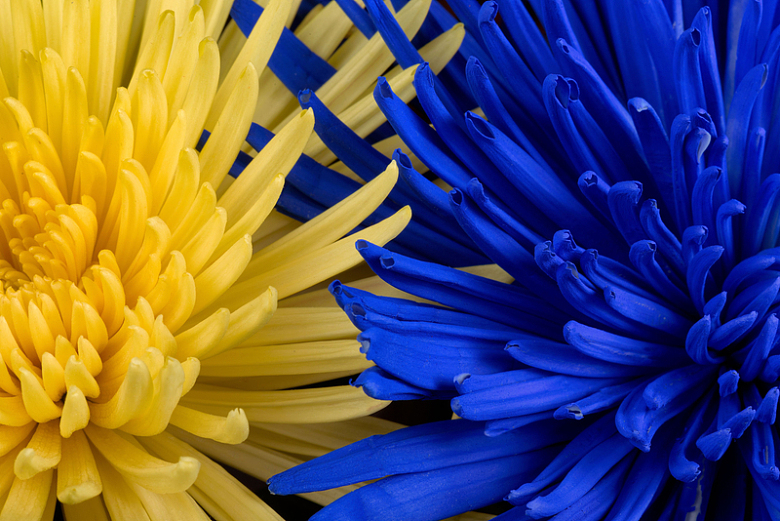 黄色花朵蓝色鲜花特写细节
