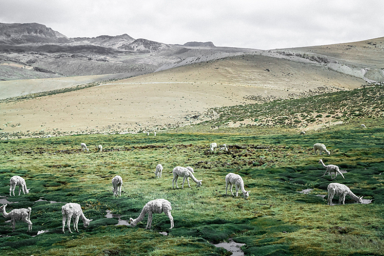 自然景观动物草食山地山羊