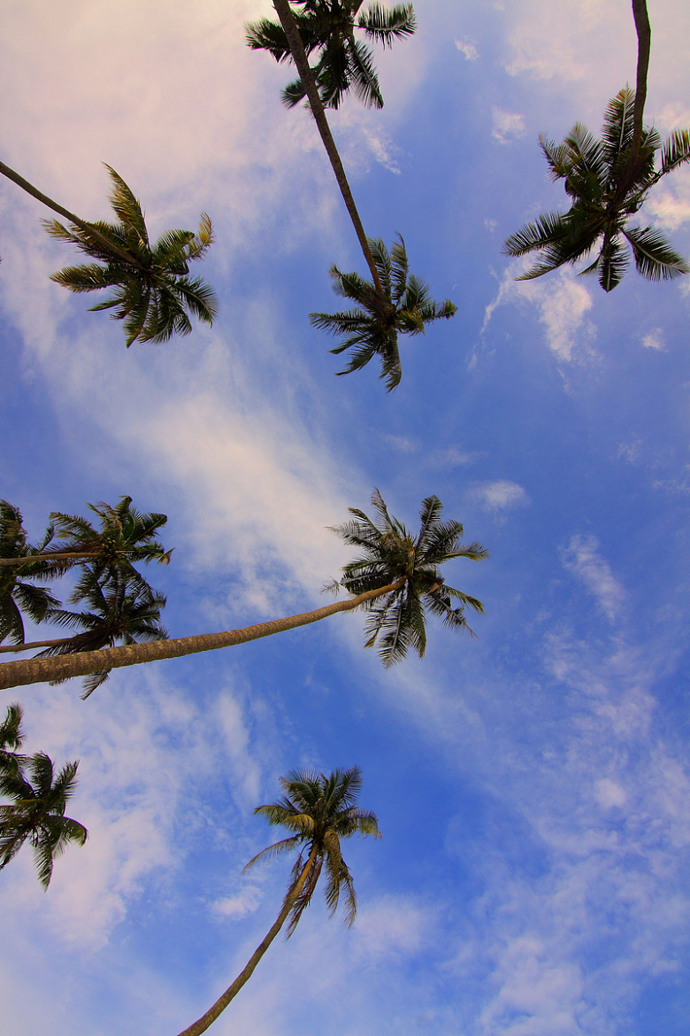 椰子树天然植物蓝天云朵