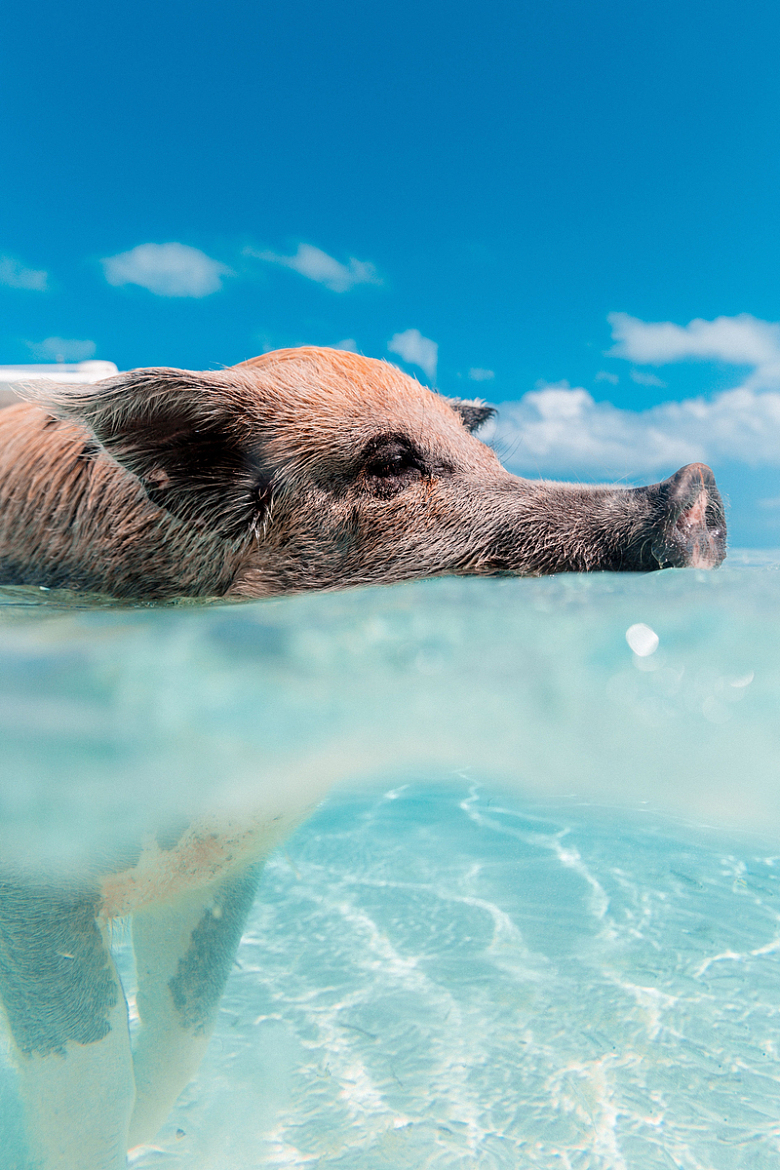 猪动物游泳海洋蓝色海水