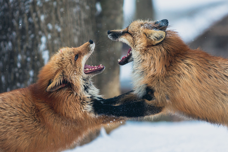 狐狸动物雪地冬天