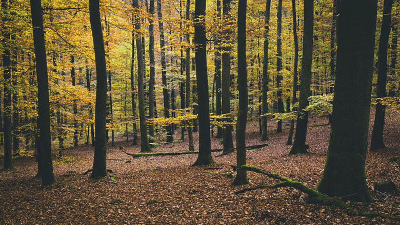 自然景观森林树木树叶秋天