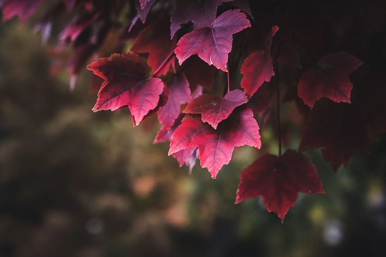 秋天叶子红色树枝落下