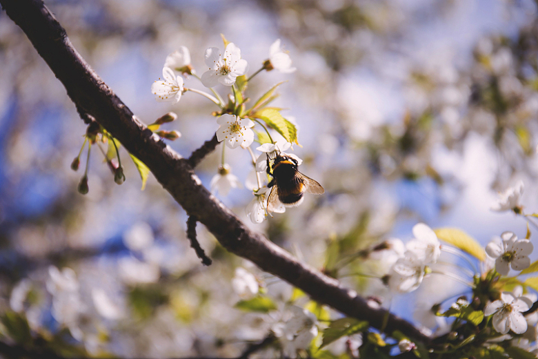 花朵自然树枝花瓣白色蜜蜂