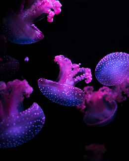 暗色海底紫色水母动物