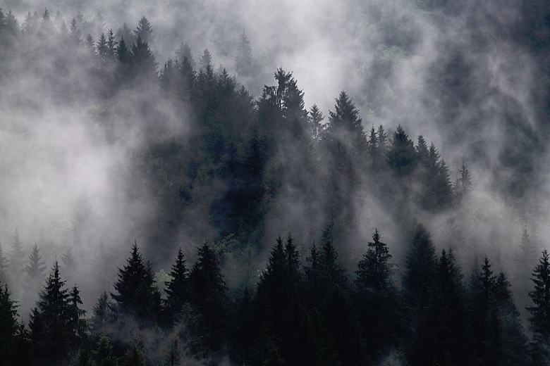 自然树木森林烟雾迷雾