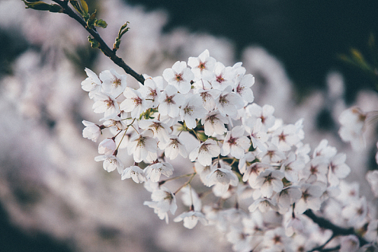 花朵自然樱花盛开树枝