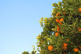 橘子橙子水果树叶蓝天