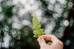 蕨类植物绿叶手模糊