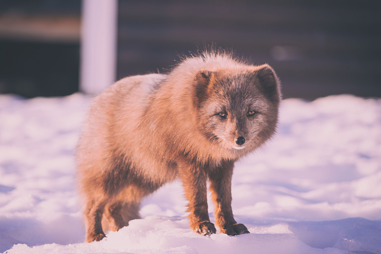 冬季雪地气候寒冷动物狐狸