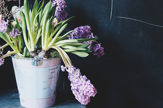 天然花卉盛开花朵