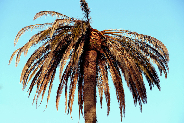 棕榈树蓝天热带度假自然