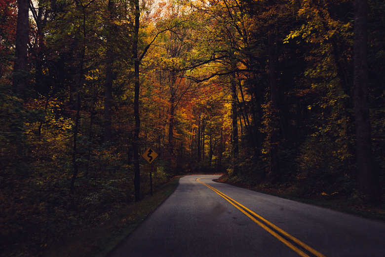 蜿蜒乡村道路树木森林秋季