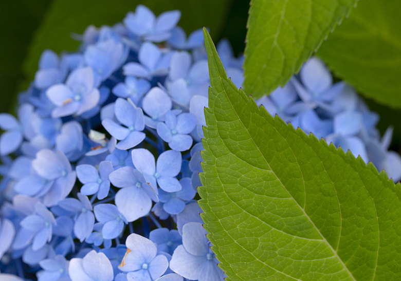 蓝色花朵花瓣鲜花新鲜美丽