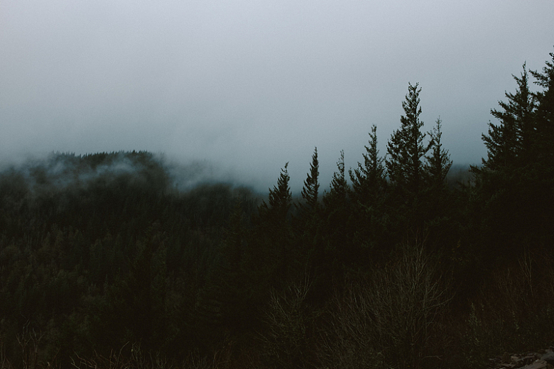 森林黑暗树木树枝轮廓浓雾