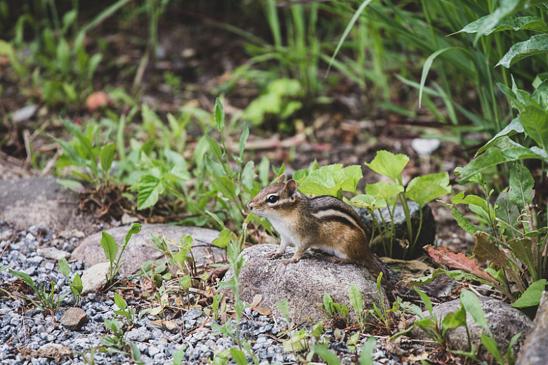 松鼠动物自然户外摄影