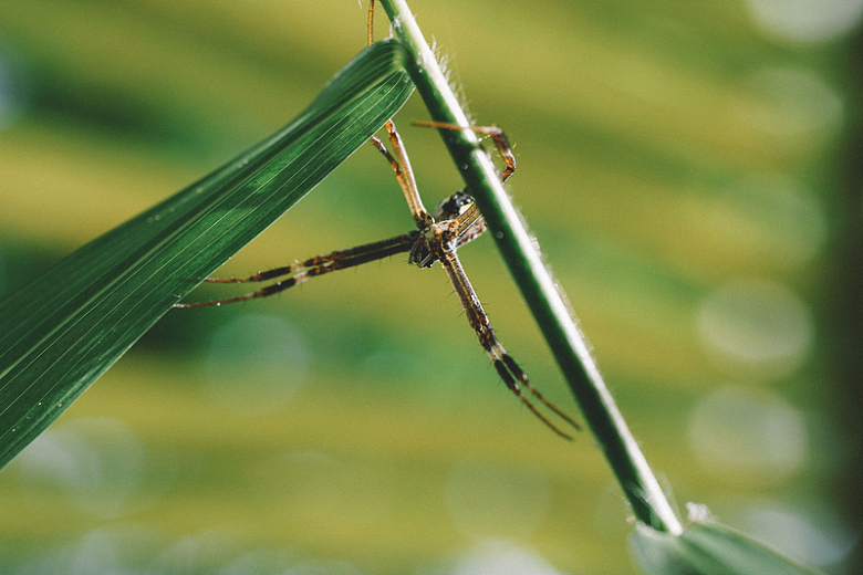 蜻蜓翅膀自然昆虫户外绿叶