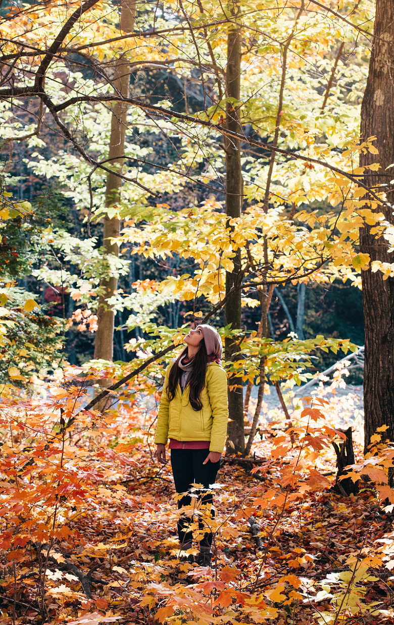 树木植物森林日出自然秋日女性探险