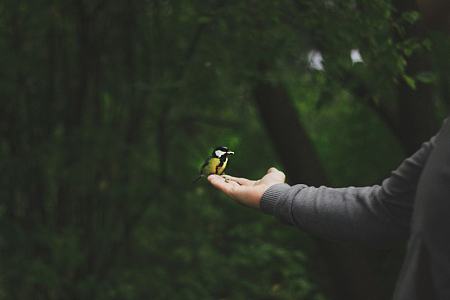 小鸟黄色自然动物人物