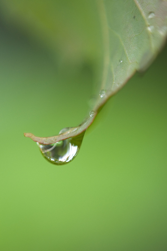 天然植物水滴特写